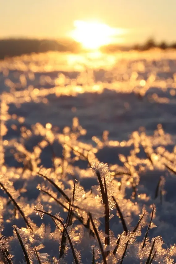frosted sky
