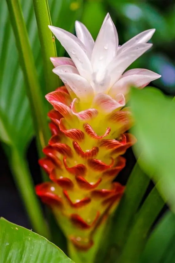 cotton flower