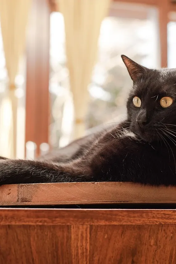 black unicorn fur