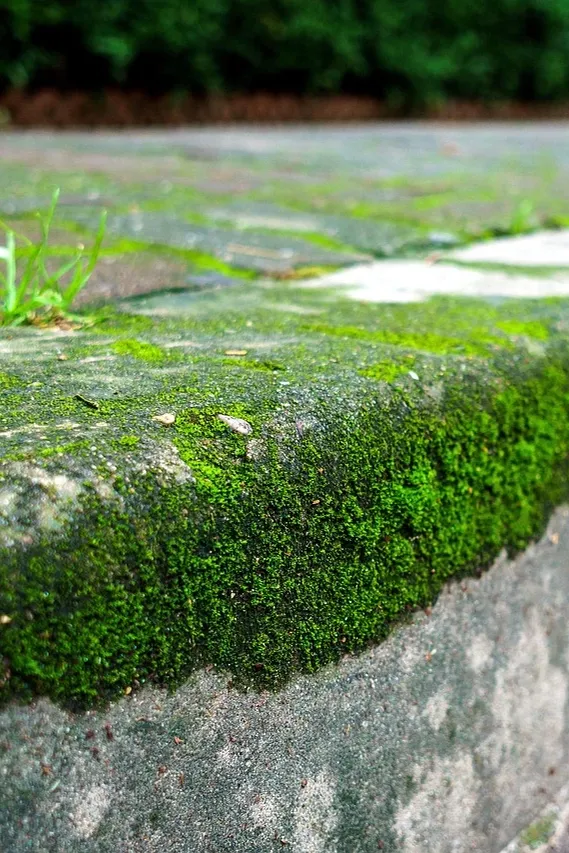 summer grass