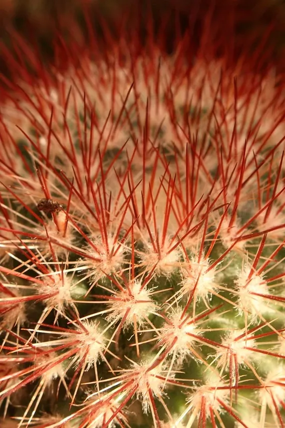 thorns