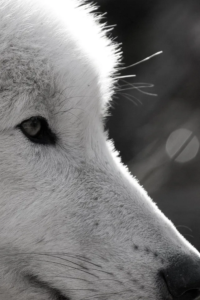 wolf