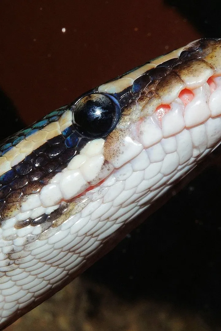 python fur