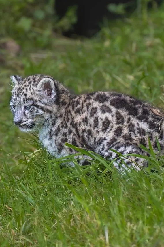 Iridescent Leopard
