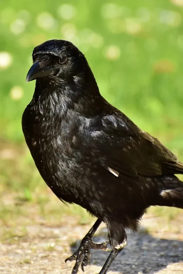 black bird lace