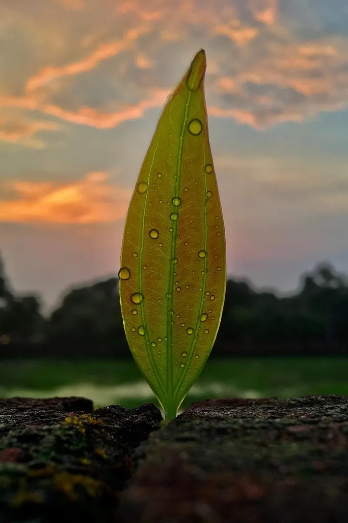 wet variation
